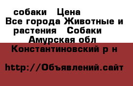 собаки › Цена ­ 2 500 - Все города Животные и растения » Собаки   . Амурская обл.,Константиновский р-н